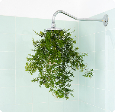 Plant Image